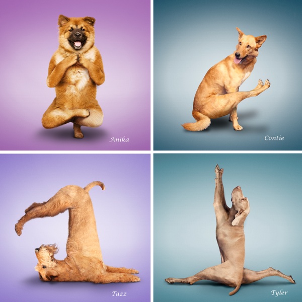 3: got yoga Downward Warrior The  downward Yoga  How  dog into Upward Dogâ€¦ Dogâ€¦ poses I